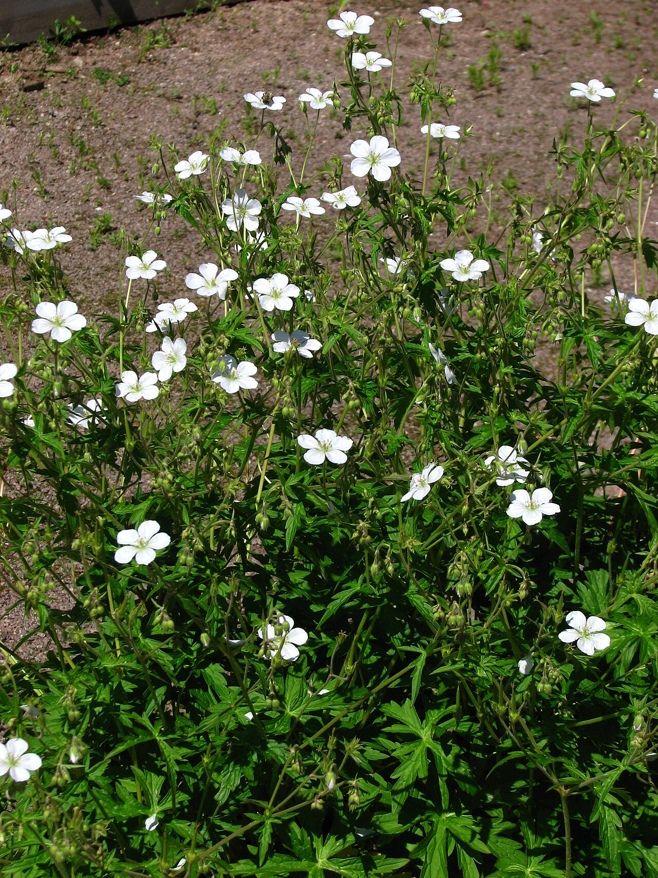 Richardson's geranium: Geranium richardsonii. From the collection of the Main Botanical Garden of Academy of Sciences in Moscow (perennials plot).