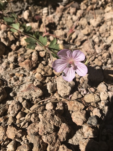 Richardson's geranium (Geranium richardsonii)