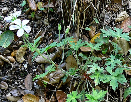 Richardson's geranium: Geranium richardsonii at the University of California Botanical Garden , Berkeley, California
