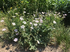 Richardson's geranium (Geranium richardsonii)