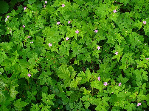 Herb-robert: Geranium robertianum , Geraniaceae, Herb Robert, Red Robin, Robert Geranium, habitus; Pfinztal, Germany. The fresh, aerial parts of the plant are used in homeop