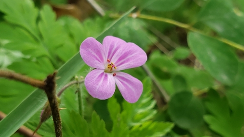 Herb-robert (Geranium robertianum)