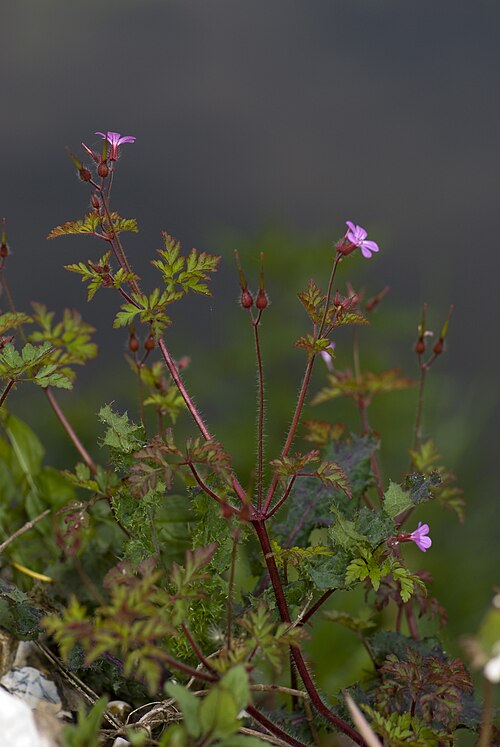 Herb-robert: Geranium robertianum Marais de Belloy-sur-Somme (Somme), France