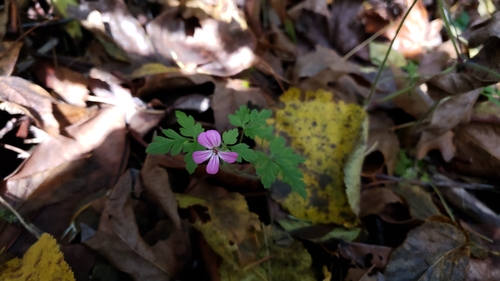 Herb-robert (Geranium robertianum)