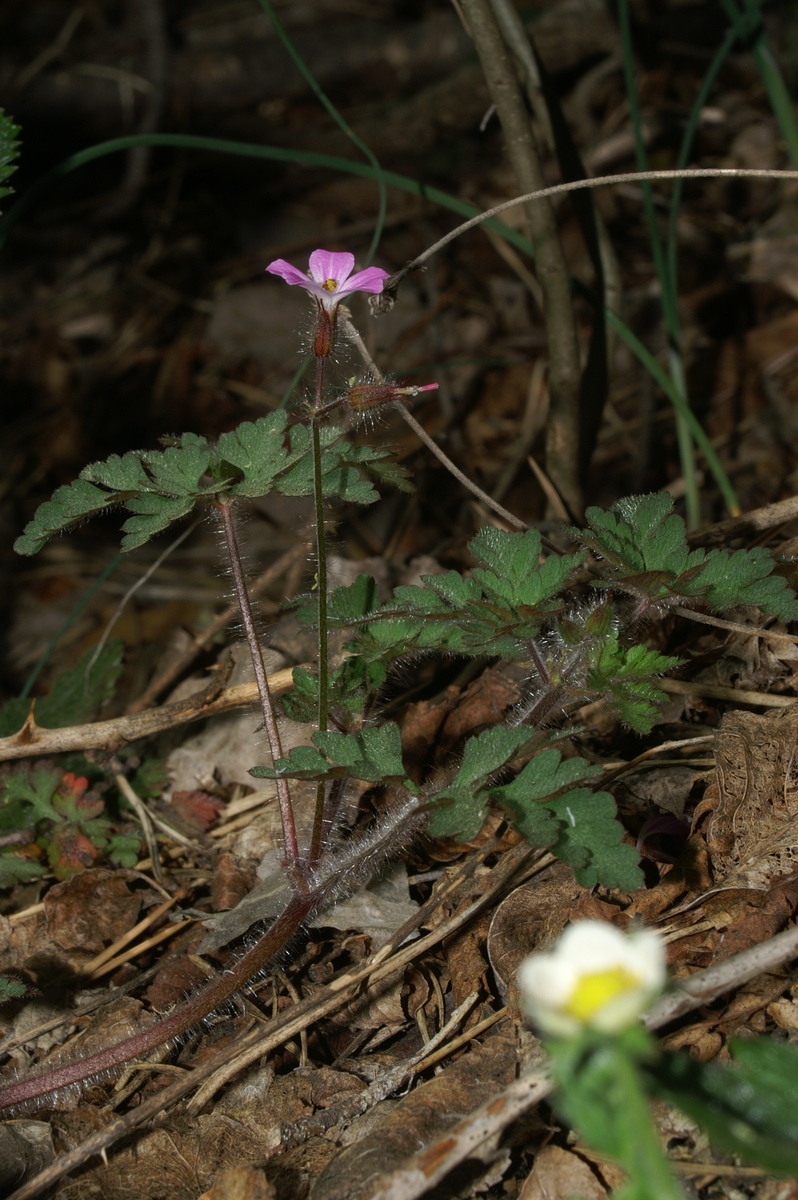 Herb-robert: Smrdljička na Vremščici.