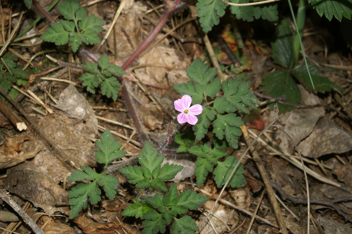 Herb-robert: Smrdljička na Vremščici.