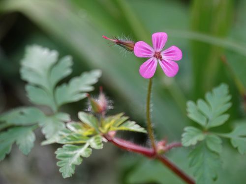 Herb-robert (Geranium robertianum)