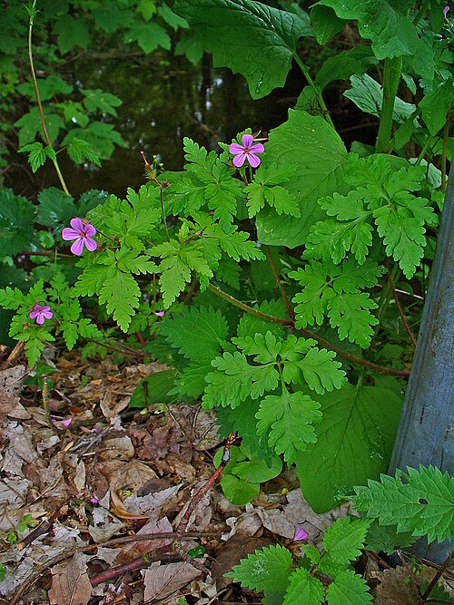 Herb-robert: Geranium robertianum , Geraniaceae, Herb Robert, Red Robin, Robert Geranium, habitus; Karlsruhe, Germany. The fresh, aerial parts of the plant are used in homeo