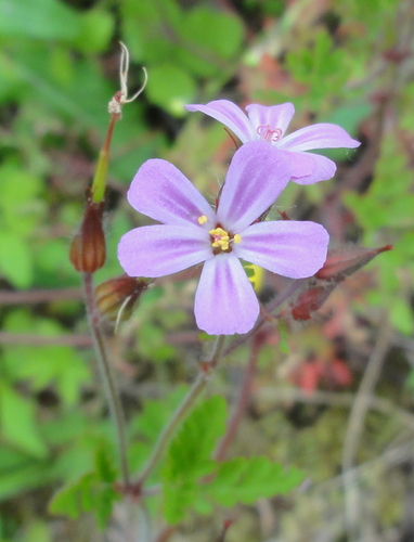 Herb-robert (Geranium robertianum)