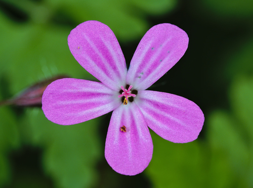 Herb-robert (Geranium robertianum)