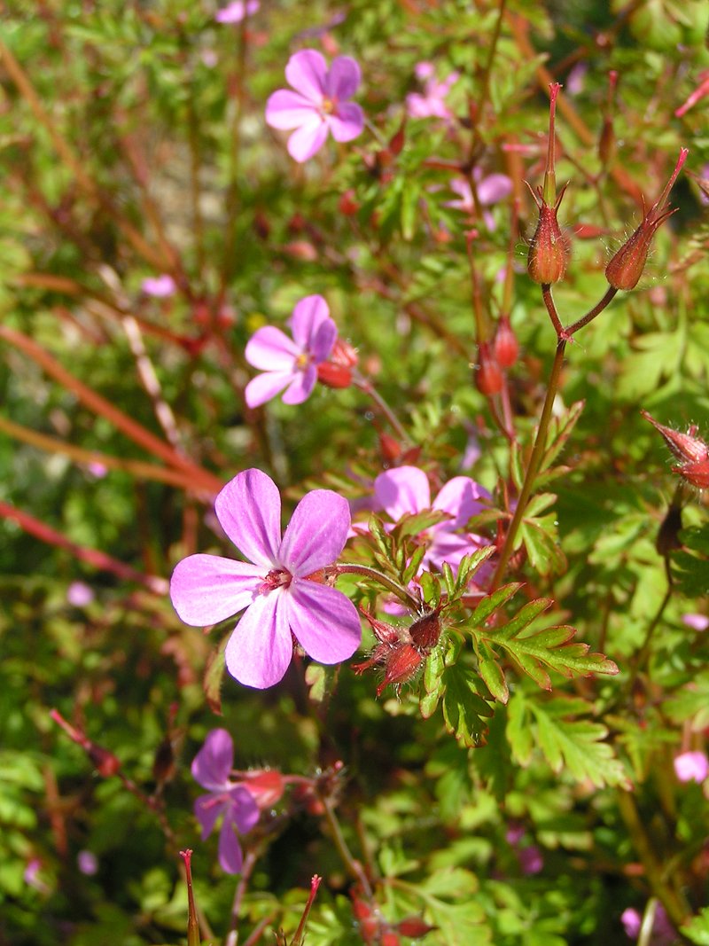 Herb-robert: Herb Robert ( Geranium robertianum ). Photo by sannse , Tapeley Park, Instow, North Devon, 14 May 2004.