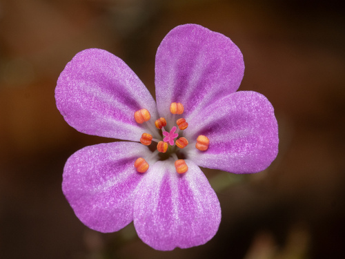 Herb-robert (Geranium robertianum)