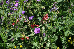Geranium ruprechtii (Geranium ruprechtii)