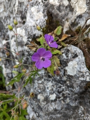 Geranium ruprechtii (Geranium ruprechtii)