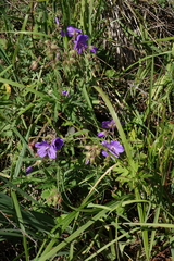 Geranium ruprechtii (Geranium ruprechtii)