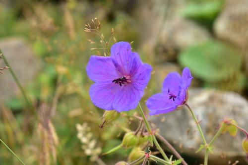 Geranium ruprechtii (Geranium ruprechtii)