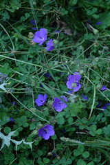 Geranium ruprechtii (Geranium ruprechtii)