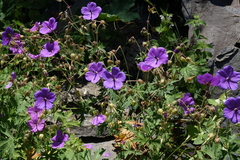 Geranium ruprechtii (Geranium ruprechtii)