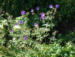 Geranium ruprechtii (Geranium ruprechtii)