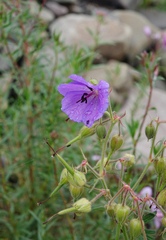 Geranium ruprechtii (Geranium ruprechtii)