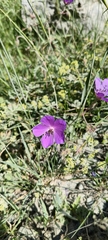 Geranium ruprechtii (Geranium ruprechtii)