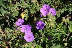 Geranium ruprechtii (Geranium ruprechtii)