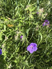 Geranium ruprechtii (Geranium ruprechtii)