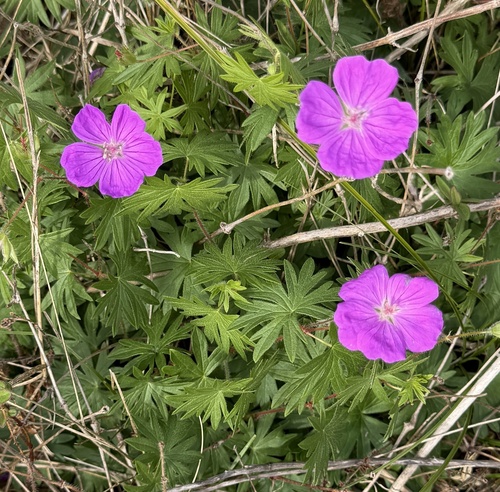 Bloody geranium (Geranium sanguineum)