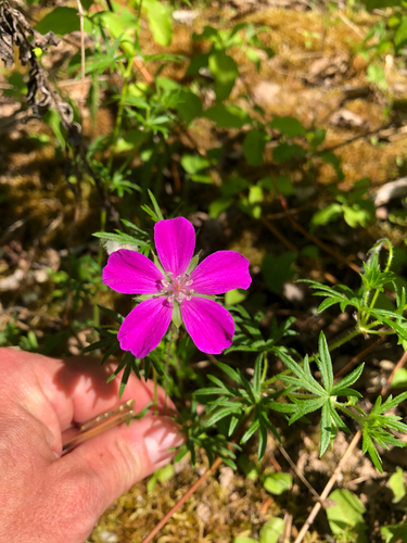 Bloody geranium (Geranium sanguineum)