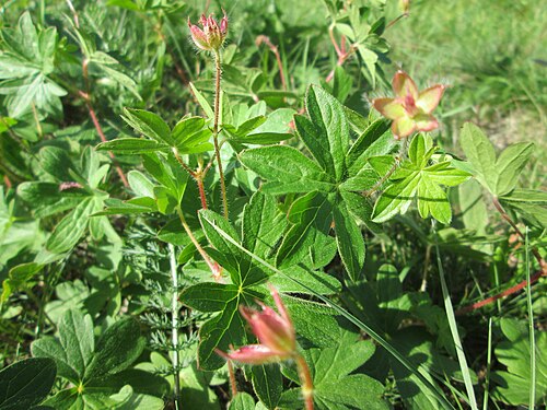 Bloody geranium: Blutroter Storchschnabel ( Geranium sanguineum ) am Osthafen Saarbrücken