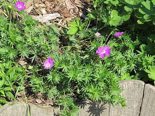 Bloody geranium: Geranium sanguineum (bloddy crane's-bill) at Bichlhäusl in Frankenfels, Austria