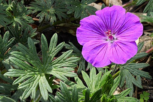 Bloody geranium: Geranium sanguineum - Flower and leaf