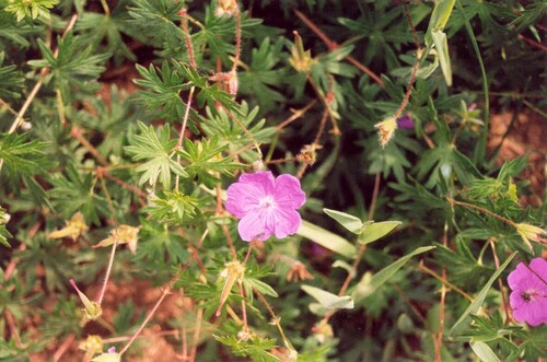 Bloody geranium (Geranium sanguineum)