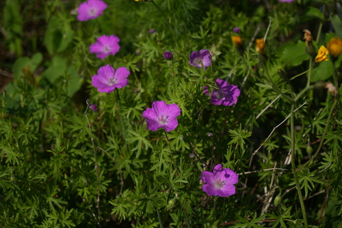 Bloody geranium (Geranium sanguineum)