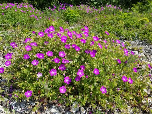 Bloody geranium (Geranium sanguineum)
