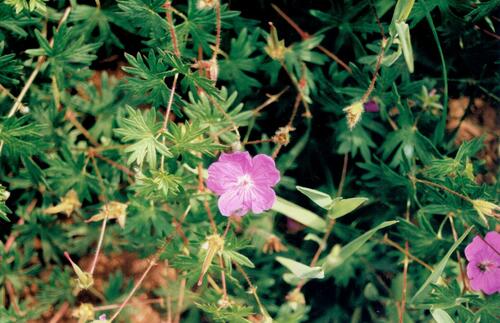 Bloody geranium