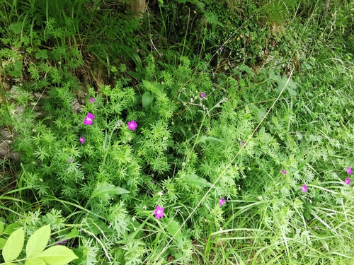 Bloody geranium (Geranium sanguineum)