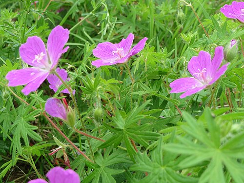 Bloody geranium: Blutroter Storchschnabel ( Geranium sanguineum ) im Mainzer Sand