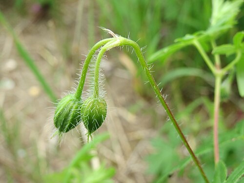 Bloody geranium: Blutroter Storchschnabel ( Geranium sanguineum ) im Mainzer Sand