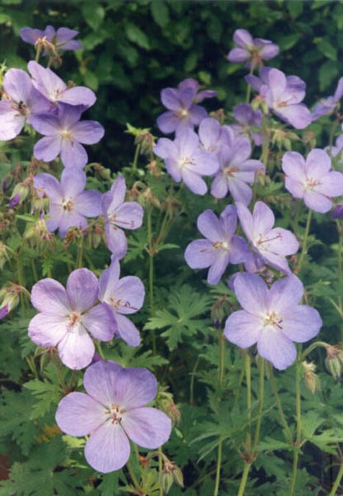 Geranium saxatile: Geranium himalayense