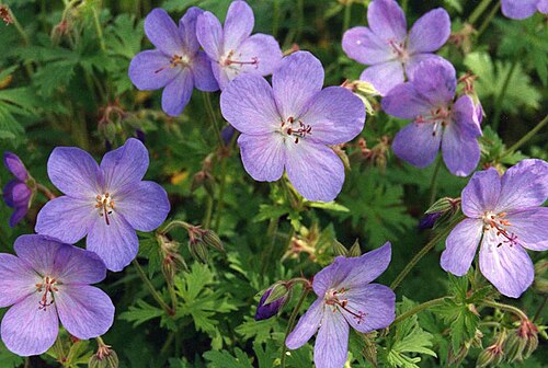 Geranium saxatile: Geranium himalayense