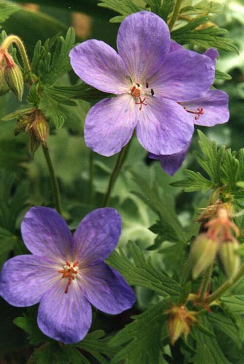 Geranium saxatile: Geranium himalayense
