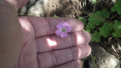 Geranium schlechteri (Geranium schlechteri)