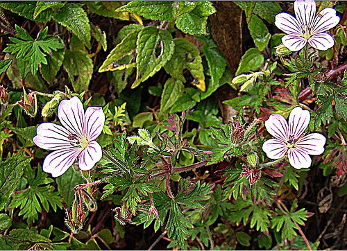 Geranium seemannii: A feature of the high paramos in mountains from Mexico to Panama. Photo from Volcan Baru, western Panama. In context at www.dixpix.ca/meso_america/Flora/myrtles
