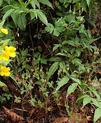 Geranium seemannii: Geranium seemannii . Costa Rica, northern Cordillera de Talamanca, Savegre valley near San Gerardo, ca. 2300 m.