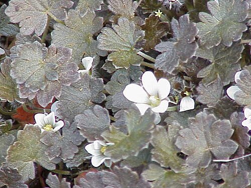 Geranium sessiliflorum: Species : Geranium sessiliflorum Family : Geraniaceae Image No. 1