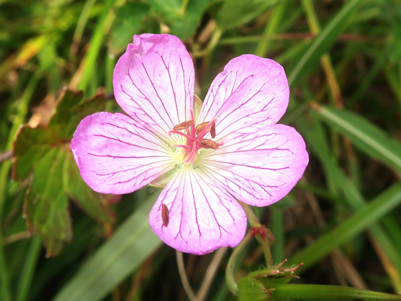 Geranium shikokianum: Geranium shikokianum , Shobara city, Hiroshima pref., Japan