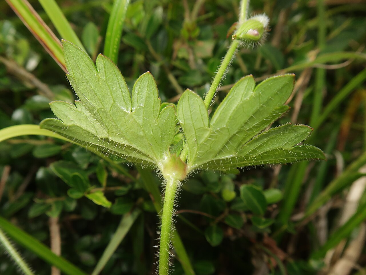 Geranium shikokianum: Geranium shikokianum , Shobara city, Hiroshima pref., Japan