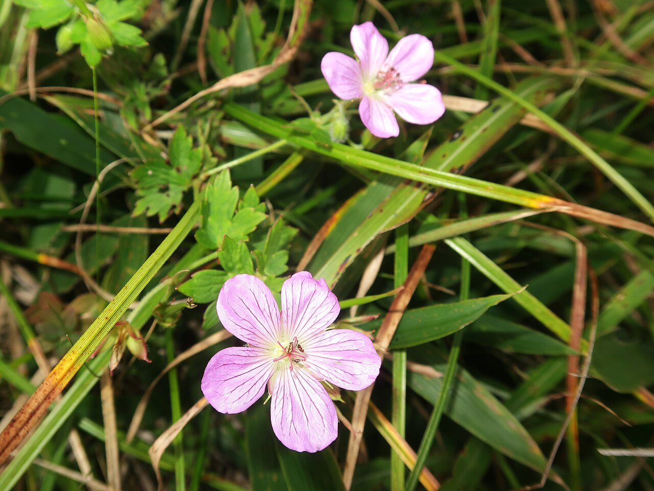Geranium shikokianum: Geranium shikokianum , Shobara city, Hiroshima pref., Japan