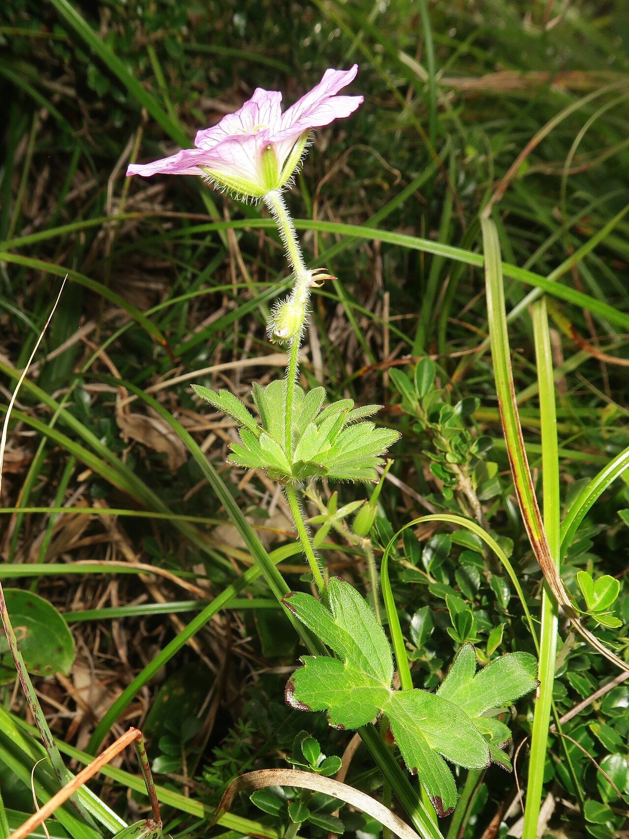 Geranium shikokianum: Geranium shikokianum , Shobara city, Hiroshima pref., Japan